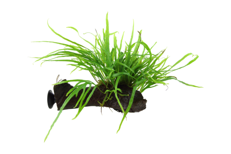 Preview: Microsorum pteropus Trident Javafarn auf Wurzel mit Saugnapf